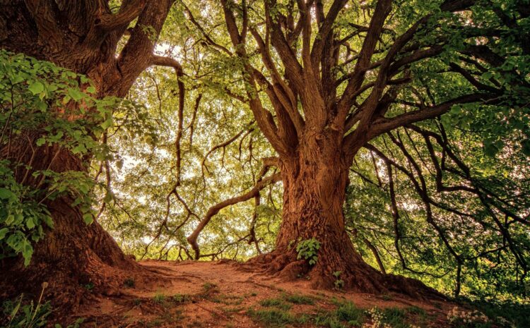 The Vital Role of a 250-Year-Old Oak: A Biodiversity Powerhouse